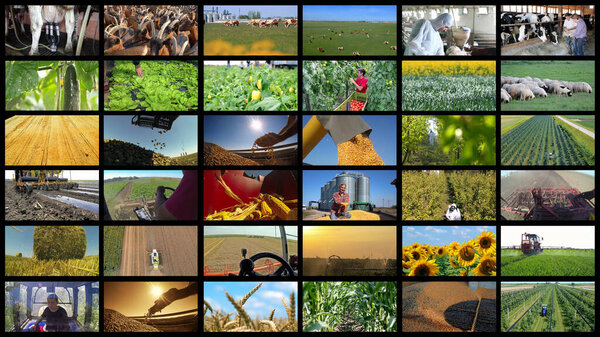 Agricultural Production Collage - Farming and Agricultural Jobs. Agricultural Media Video Wall. Collage of Photographs  Showing Farmers at Various Seasonal Agricultural Work in a Field.   