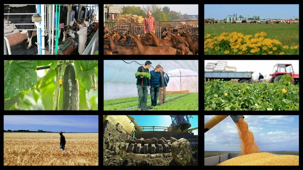 作物の生産と動物の夫の写真コラージュ 農業メディア写真の壁 畑のさまざまな季節の農業作業で農民を示す写真のコラージュ 収穫時期 — ストック写真