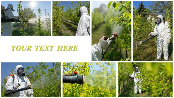 Orchard Spraying in Springtime Photo Collage. Collage of Photographs Showing Man in Coveralls With Gas Mask Spraying Orchard in Springtime. Farmer Sprays Trees With Toxic Pesticides or Insecticide.