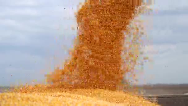 Gabungkan Harvester Membongkar Grains Corn Tractor Trailer Corn Falling Dari — Stok Video