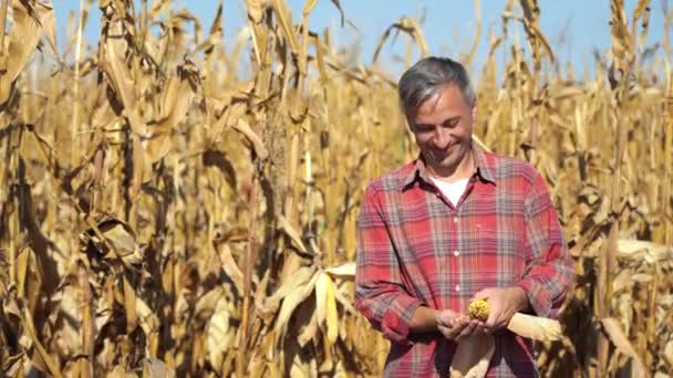 Счастливого Фермера Корнфилде Удовлетворенный Человек Стоящий Кукурузном Поле Выливающий Кукурузные — стоковое видео