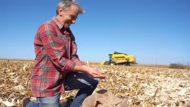 Uśmiechnięty Farmer Nowymi Żniwami Cornfield Ręce Farmera Pokazują Świeżo Zebrane — Wideo stockowe