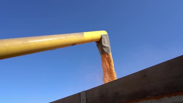 玉米从组合奥格降为牵引拖车慢速运动 联合收割机卸下谷物进入拖拉机拖车 收获的玉米被转移到卡车上 — 图库视频影像