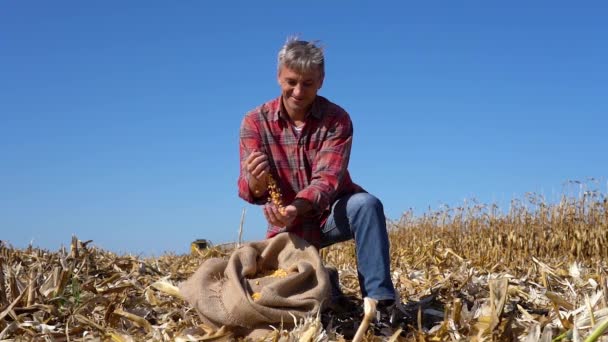 Щасливий Фермер Кукурудзяним Насінням Кукурудзяному Полі Під Час Збору Врожаю — стокове відео