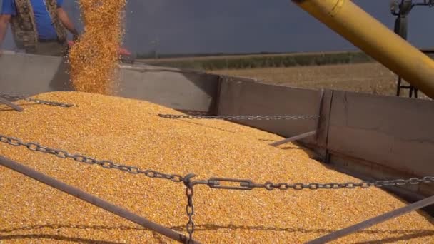 Corn Harvest Menggabungkan Harvester Unloading Corn Grains Tractor Trailer Corn — Stok Video