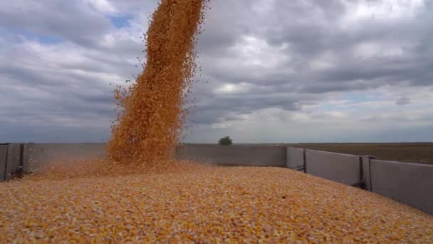 Récolteuse Décharger Les Grains Contre Ciel Couvert Corn Falling Combine — Video