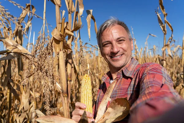 Счастливый Фермер Кукурузным Початком Фотографирующим Селфи Кукурузном Поле Smiling Farmer — стоковое фото