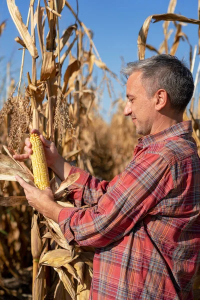 玉米田上玉米芯成熟的农民检验成熟度 农夫站在准备收割的玉米田里 秋天干枯的玉米秸秆 收获时间 — 图库照片