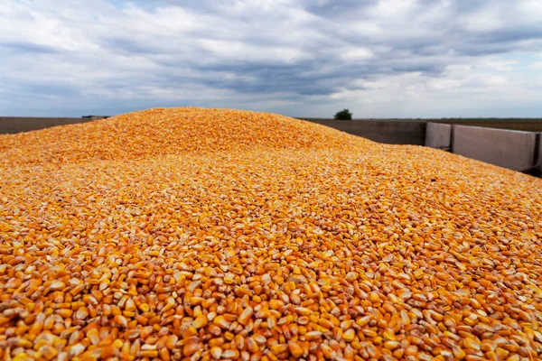 Maïs Grain Récolté Dans Une Remorque Grains Contre Ciel Couvert — Photo