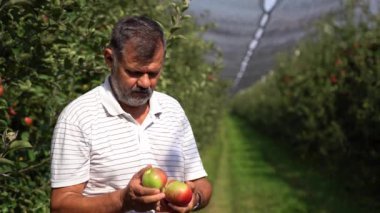 Ellerinde olgun kırmızı elmalar olan bir çiftçinin portresi. Ciddi Olgun Elma Çiftçisi veya Meyve Bahçesindeki Elmaların Kalitesini Denetleyen Agronomist.