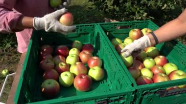 Çiftçiler Sandığa Elma Koyuyor. Apple Hasat ve Infield Meyve Sıralama. Meyve bahçesinde elma toplama. Plastik Meyve Depolama Sandığında Kırmızı Elmalar.