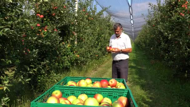 Apple Farmer Agronomist 과수원에서 사과의 품질을 드에서 플라스틱 비율에 덩어리 — 비디오