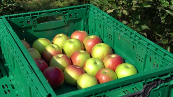 Elma Hasadı Elma Sıralaması Meyve Bahçesinde Elma Toplama Plastik Meyve — Stok video
