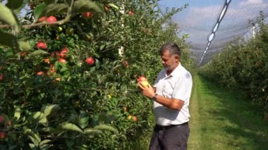 Olgun Elma Çiftçisi ya da Meyve Bahçesindeki Elmaların Kalitesini Denetleyen Agronomist. Ellerinde olgun kırmızı elmalar olan bir çiftçinin portresi. Meyve Bahçesinde Elma Toplama.