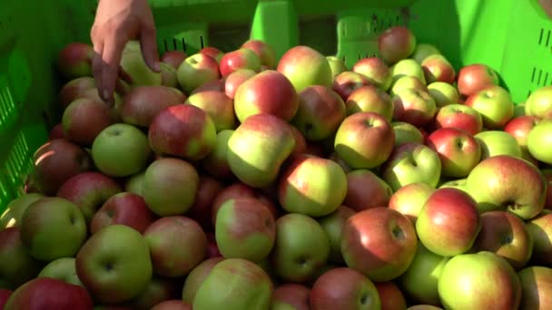 Pickers Menempatkan Apel Dalam Krat Penyimpanan Buah Plastik Pengurutan Buah — Stok Video