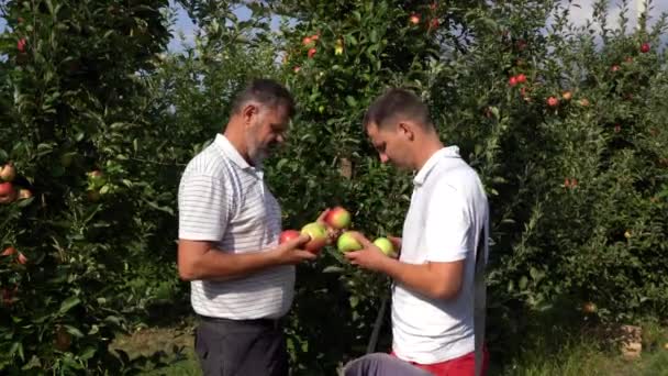 Отец Сын Обсуждают Новый Урожай Яблок Органическое Земледелие Производство Здоровой — стоковое видео