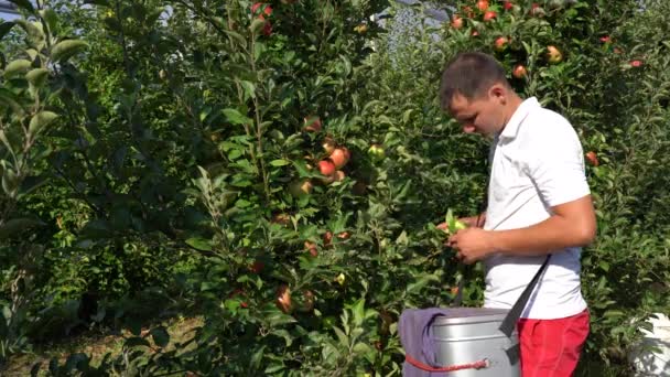 과수원에서 사과를 사과를 정원에서 일하는 유기적 — 비디오