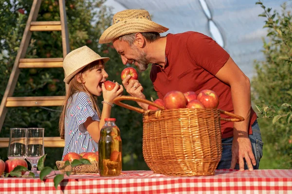 Farmer His Little Daughter Eating Apples Having Fun Sunny Orchard — Stock Photo, Image