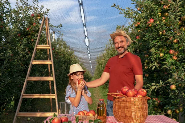 赤いリンゴとアップルジュースを食欲をそそるバスケットを持つ農家と彼の小さな娘 健康食品の概念 父と娘は果樹園でリンゴを摘む 秋に家族で果物を収穫する かわいい女の子がアップルを食べる — ストック写真