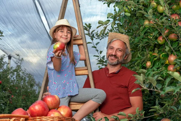 Farmář Jeho Dceruška Žebříku Orchard Dívají Kameru Zdravé Jídlo Koncepce — Stock fotografie