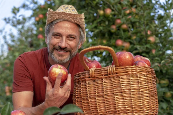 赤いリンゴが食欲をそそるバスケットで幸せな農家カメラを見て ハットホールディングレッドアップルとカリスマ熟女 健康食品の概念 果樹園でリンゴを摘む農家 — ストック写真