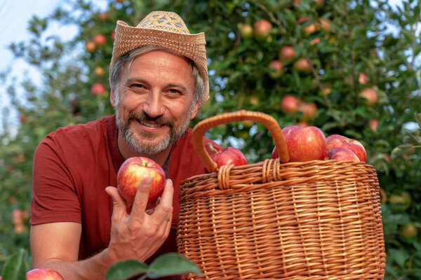 Happy Farmer With A Basket of Appetizing Red Apples Looking at Camera. Charismatic Mature Farmer with Hat Holding Red Apple. Healthy Food Concept. Farmer Picking Apples in an Orchard. 
