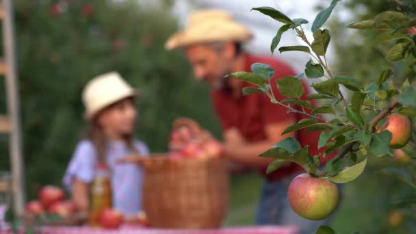 Padre Hija Huerto Manzanas Hablando Zumo Manzana Natural Rack Focus — Vídeos de Stock