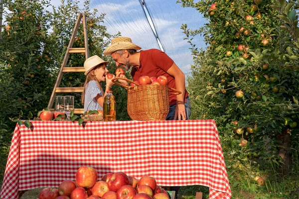 Κοριτσάκι Και Πατέρας Της Τρώνε Μήλα Και Διασκεδάζουν Ένα Περιβόλι — Φωτογραφία Αρχείου