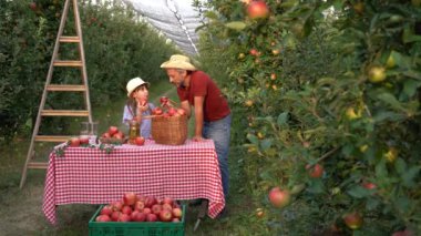 Çiftçi ve Kızı Sunny Orchard 'da bir sepet iştah açıcı kırmızı elma suyu ve elma suyu ile. Küçük Kız ve Babası Elma Yiyiyor. Sağlıklı gıda konsepti. Aile Toplama Meyveleri.
