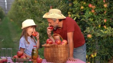 Küçük kız ve babası elma yiyor ve meyve bahçesinde eğleniyorlar. Sağlıklı gıda konsepti. Baba ve Kız Güneşli Meyve Bahçesinde Elma Topluyor. 
