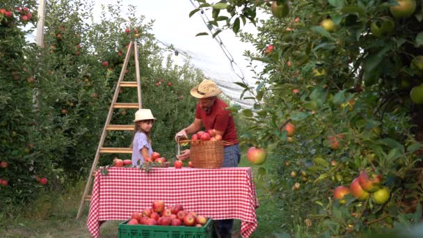 農家有機リンゴジュース作りのプロセスについての彼の小さな娘を教える 男はサニー オーチャードのガラスにアップルジュースを入れて 健康食品の概念 家族の時間 — ストック動画