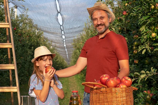 Lantbrukare Och Hans Lilla Dotter Med Korg Med Röda Äpplen — Stockfoto