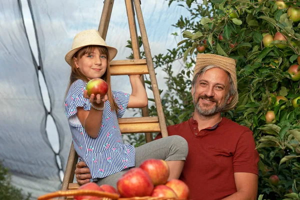 Holčička Žebříčku Orchard Její Otec Dívají Kameru Zdravé Jídlo Koncepce — Stock fotografie