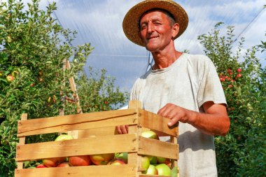 Ahşap sandıkta elmalı buruşuk ve etkileyici bir kıdemli çiftçinin portresi. Hasır Şapkalı Kıdemli Çiftçi Tahta Sandıkta Elma Taşıyor. Bronzlaşmış ve buruşuk elma toplayan bir tarım işçisi..                              