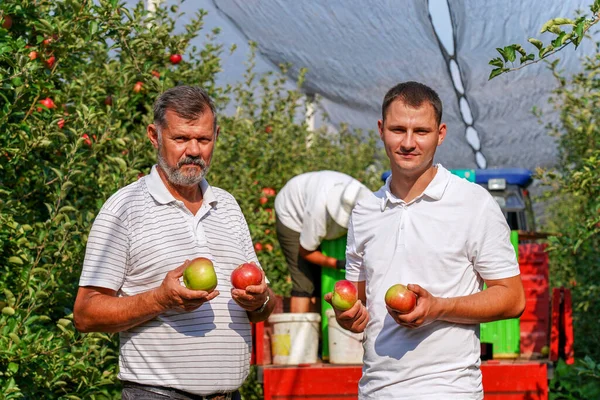 若い農家と彼の父はサニー オーチャードでリンゴを摘みます 有機農業と健康食品生産 フルーツファーム事業 — ストック写真