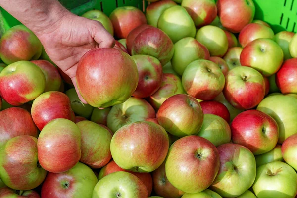 Apetyczne Czerwone Jabłka Plastikowej Skrzyni Owoce Ręka Trzyma Czerwone Jabłko — Zdjęcie stockowe