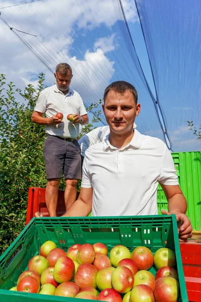 赤いリンゴを食欲をそそると若い農家がプラスチックフルーツ貯蔵率を保持しています シニアファーマーズと彼の息子は果樹園でリンゴを摘む Apple HarvestとInfieldの分類 Apple — ストック写真