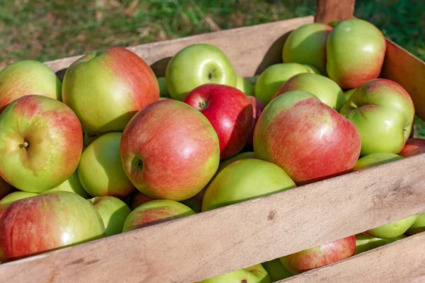 Apetyczne Czerwone Zielone Jabłka Drewnianej Skrzyni Owoce Apple Harvest Infield — Zdjęcie stockowe