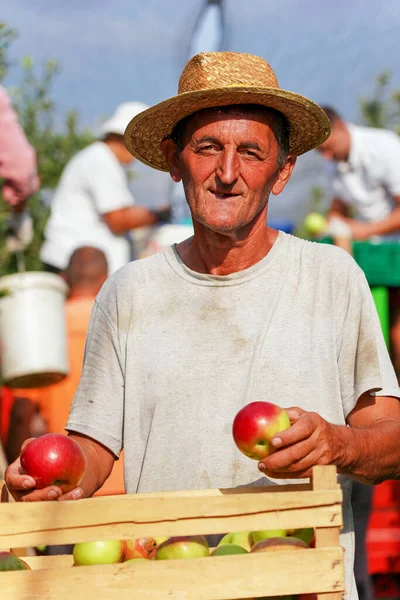 木桶でリンゴを運ぶ麦藁帽子の上級農家 日焼けしたしわ顔の摘み取りアップルとプランテーション労働者 しわのある表情豊かなシニアファーマーの肖像 — ストック写真