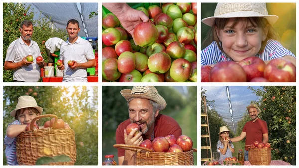 Rodina Sbírá Jablka Sunny Orchard Konceptuální Photo Collage Holčička Její — Stock fotografie