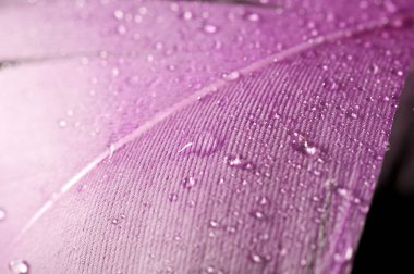 renkli tüyler üzerinde çiy damlaları. soyut arka plan yakın çekim