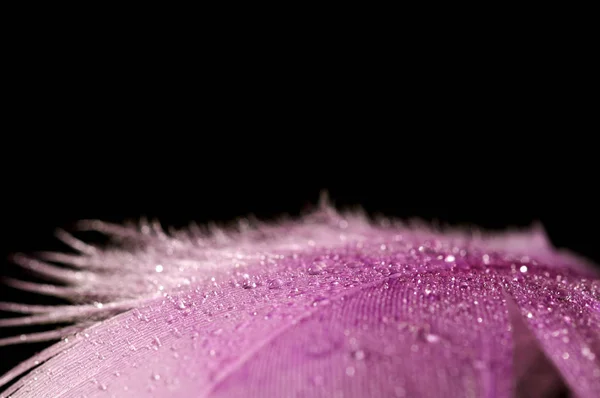 Капли росы на цветные перья. абстрактный фоновый крупный план — стоковое фото
