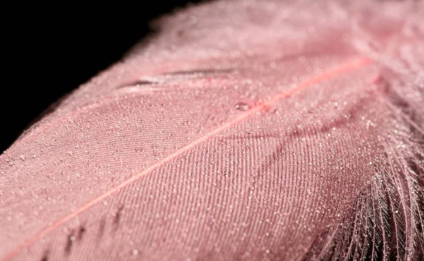 Gotas de orvalho em penas coloridas. resumo fundo close-up — Fotografia de Stock