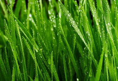 Buğday tohumu. Ayrığı. Taze yapraklarda su damlaları