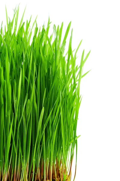 Wheat germ. Wheatgrass. Water drops on fresh leaves — Stock Photo, Image