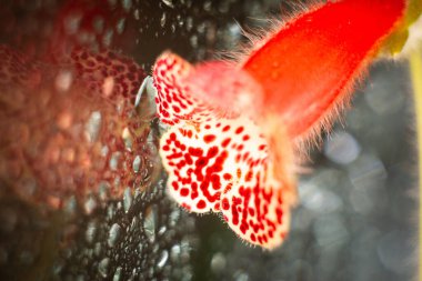 Damlalar halinde ev çiçeği