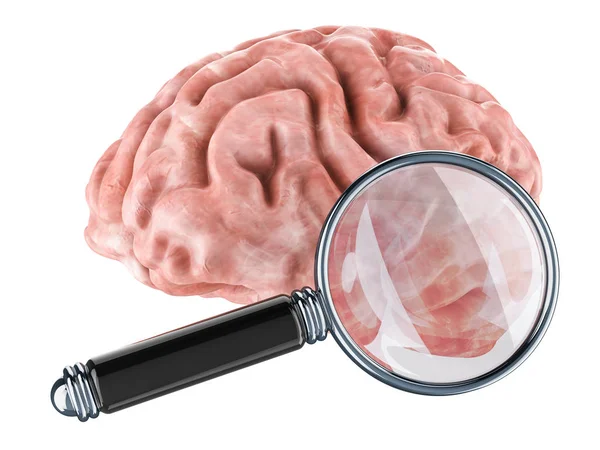 Mänskliga Hjärnan Med Förstoringsglas Rendering Isolerad Vit Bakgrund — Stockfoto