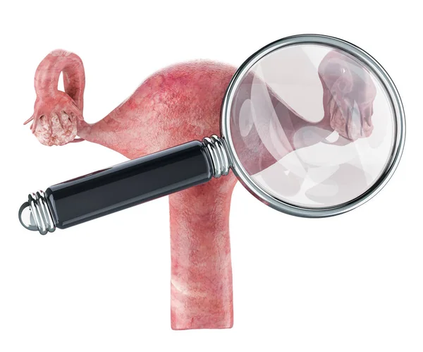 Baarmoeder Met Vergrootglas Onderzoek Diagnose Van Baarmoeder Concept Rendering Geïsoleerd — Stockfoto