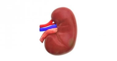 Hastalığı böbrek, 3d animasyon yayıldı. Beyaz arka plan üzerinde izole 3d render