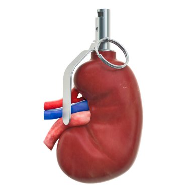 Ağrı böbrek, kronik böbrek hastalığı kavramı. İnsan böbrek el bombası gibi. Beyaz arka plan üzerinde izole 3d render